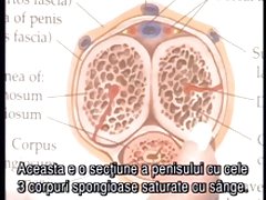 구두와 항문 교육
